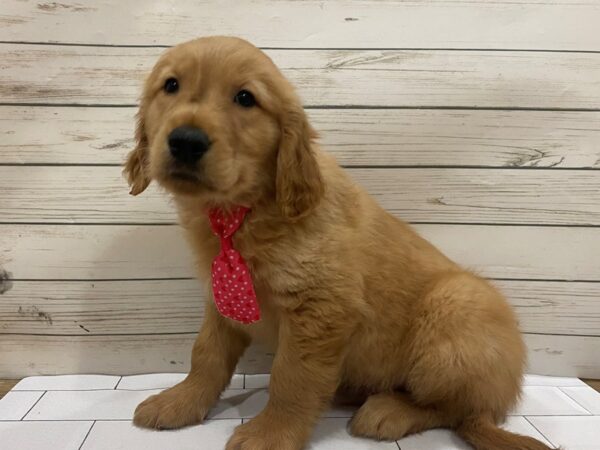 Golden Retriever DOG Male Golden 13300 Petland Batavia, Illinois