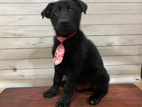 German Shepherd DOG Male Black 13302 Petland Batavia, Illinois