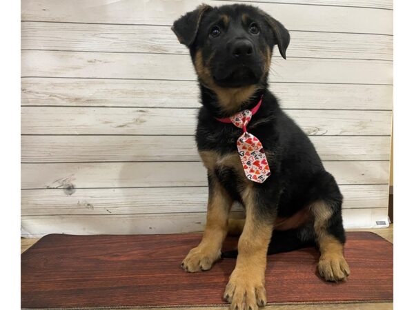 German Shepherd DOG Male Black & Tan 13301 Petland Batavia, Illinois