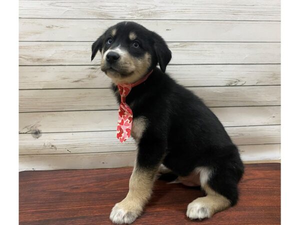 Golden/Husky DOG Male Black, Tan Points 13305 Petland Batavia, Illinois