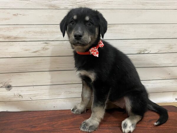 Golden/Husky DOG Female Black, Tan Points 13306 Petland Batavia, Illinois