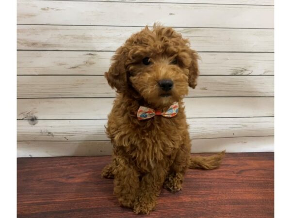 Goldendoodle Mini 2nd Gen DOG Female Red 13303 Petland Batavia, Illinois