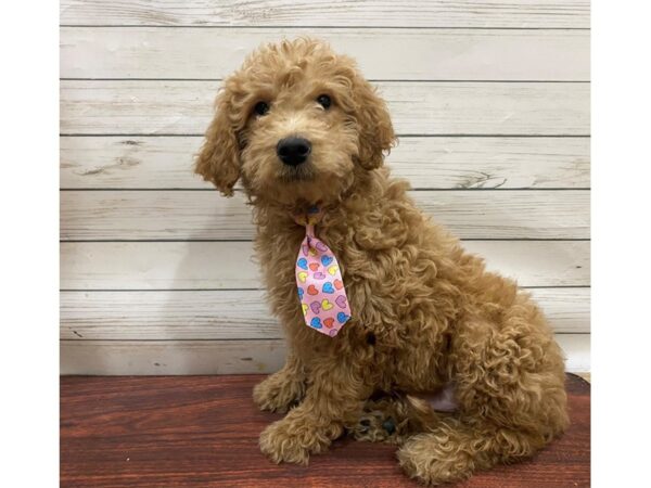 Goldendoodle Mini 2nd Gen-DOG-Male-Red-13304-Petland Batavia, Illinois
