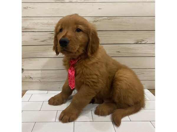 Golden Retriever DOG Male Golden 13299 Petland Batavia, Illinois