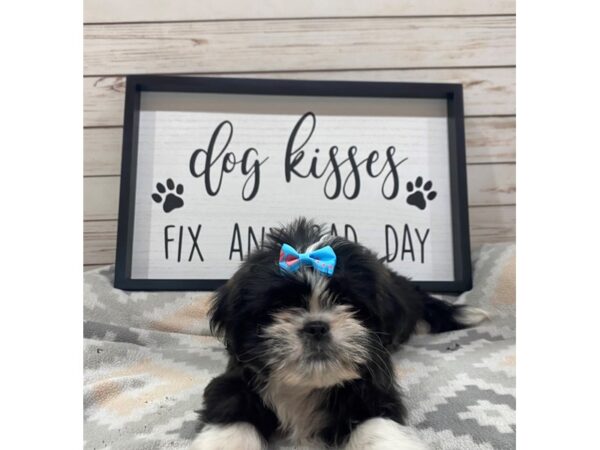 Shih Tzu DOG Female Black and White 21517 Petland Batavia, Illinois