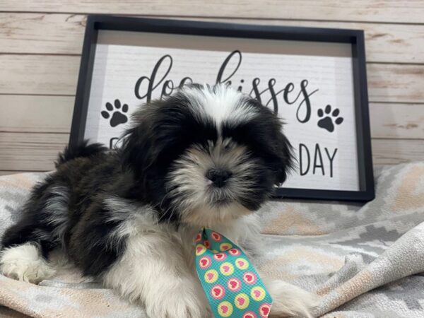 Shih Tzu DOG Male Black and White 21518 Petland Batavia, Illinois