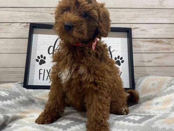 Goldendoodle Mini 2nd Gen DOG Female Red 21506 Petland Batavia, Illinois