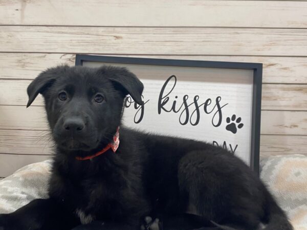 German Shepherd DOG Female Black 21521 Petland Batavia, Illinois