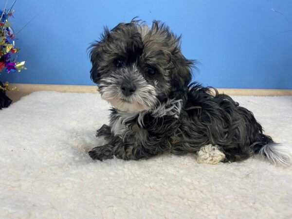 Havanese DOG Male Black & White, Silver Markings 21273 Petland Batavia, Illinois