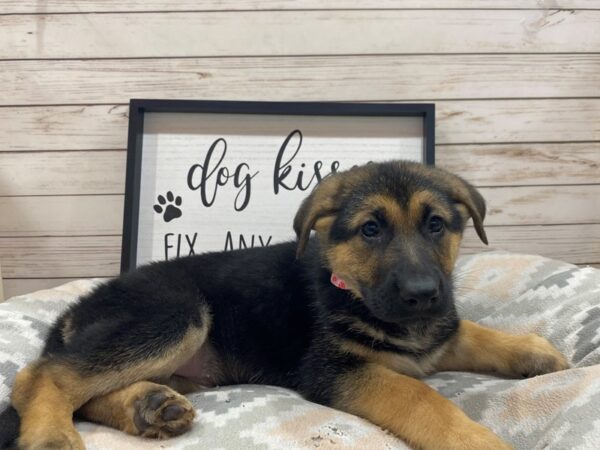 German Shepherd DOG Female Black & Tan 21522 Petland Batavia, Illinois