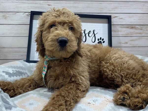 Goldendoodle Mini 2nd Gen-DOG-Male-Red-21508-Petland Batavia, Illinois