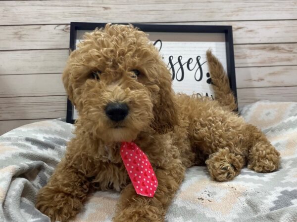 Goldendoodle Mini 2nd Gen DOG Male Red 21507 Petland Batavia, Illinois