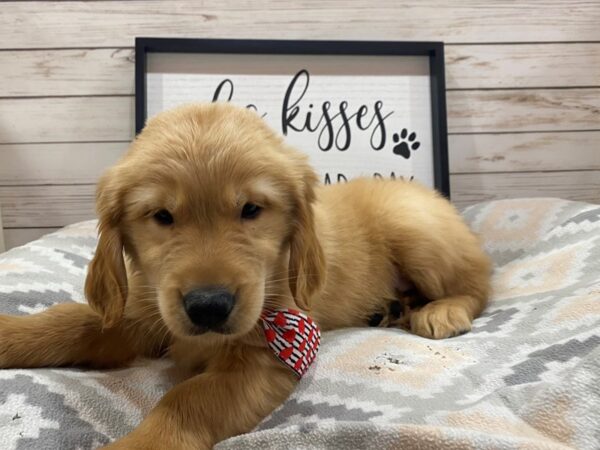 Golden Retriever DOG Male Golden 21511 Petland Batavia, Illinois
