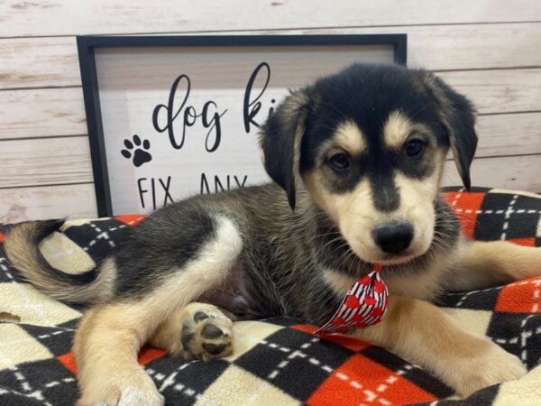 Golden/Husky DOG Male Black, Tan Points 21500 Petland Batavia, Illinois