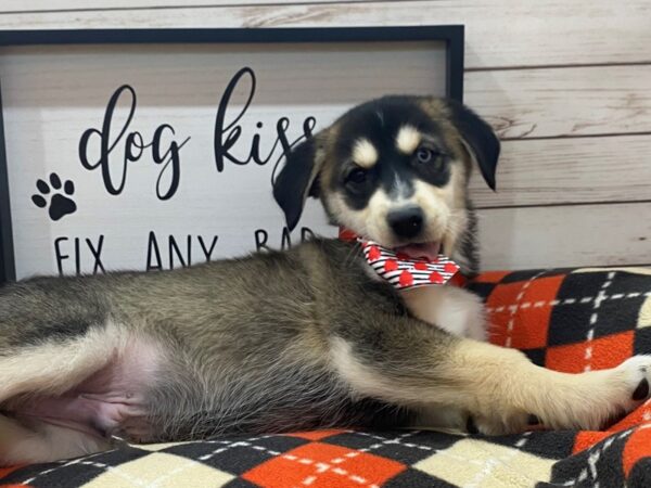 Golden/Husky DOG Male Black, Tan Points 21499 Petland Batavia, Illinois