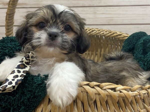 Shih Tzu DOG Male Black & Gold, Blue Factored 21498 Petland Batavia, Illinois