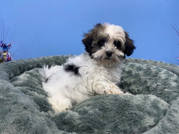 Havanese DOG Female Black & White, Silver Markings 21271 Petland Batavia, Illinois