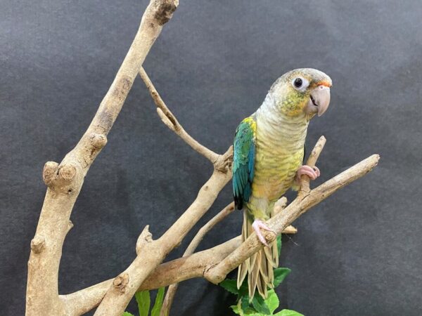 Conure-DOG---21541-Petland Batavia, Illinois