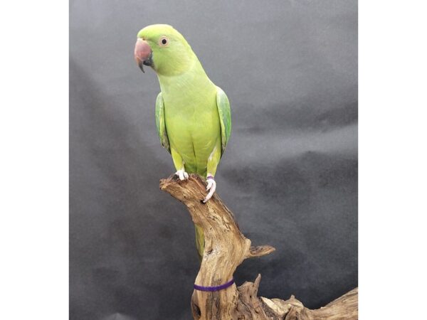 Indian Ringneck Parakeet-BIRD--Green-21549-Petland Batavia, Illinois