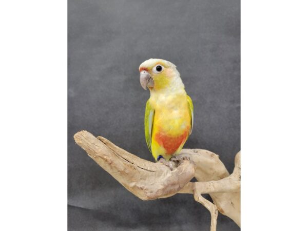 Green Cheek Conure-BIRD--Dilute-21551-Petland Batavia, Illinois