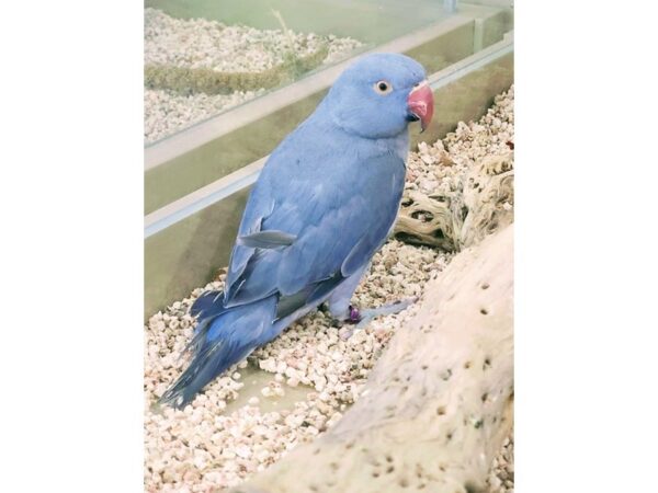 Violet Indian Ringneck BIRD Violet 13331 Petland Batavia, Illinois