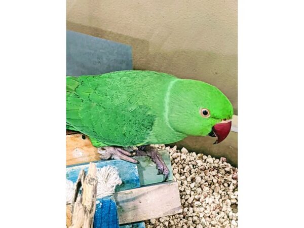Green Indian Ringneck Parakeet-BIRD--Green-13332-Petland Batavia, Illinois