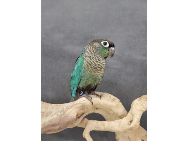 Green Cheek Conure-BIRD-Male-Turquoise-21557-Petland Batavia, Illinois