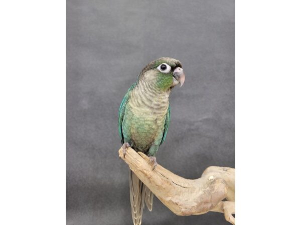 Green Cheek Conure-BIRD-Male-Turquoise-21558-Petland Batavia, Illinois