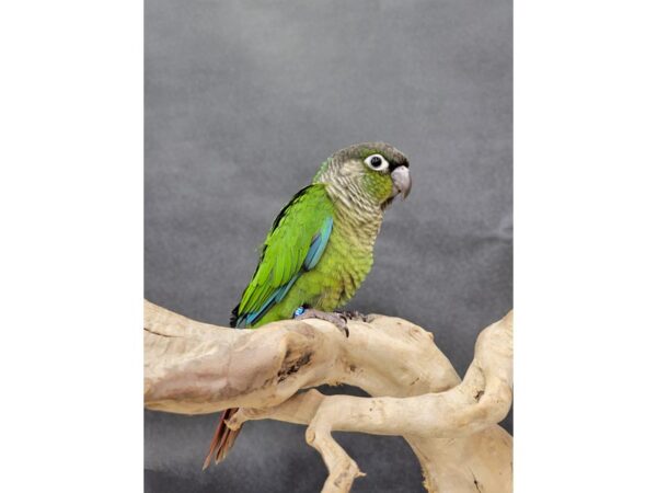 Green Cheek Conure-BIRD--Misty Normal-21554-Petland Batavia, Illinois