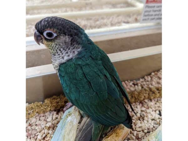 Conure-BIRD-Female-Yellow sided Turquoise-13334-Petland Batavia, Illinois