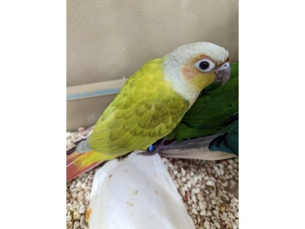 Conure BIRD Female Green Cheek 13337 Petland Batavia, Illinois