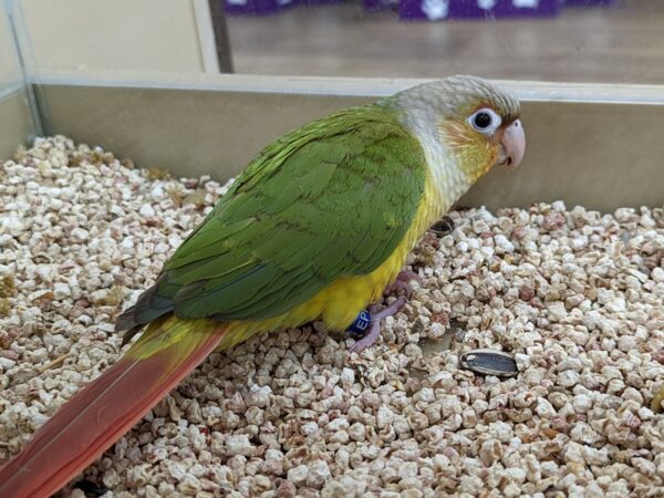 Conure-BIRD-Female-Green Cheek-13339-Petland Batavia, Illinois