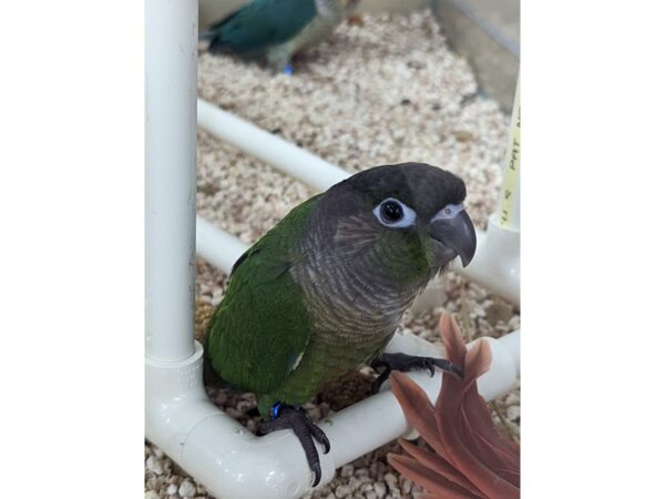 Conure BIRD Male Green Cheek 13336 Petland Batavia, Illinois