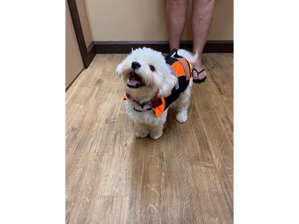 Malti Poo-DOG-Male-Cream-21265-Petland Batavia, Illinois