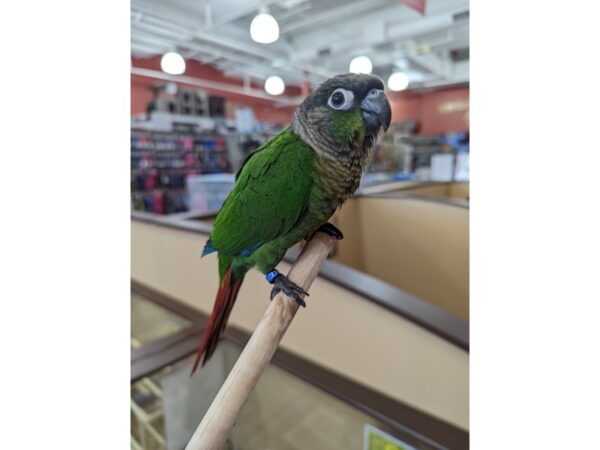 Conure BIRD Normal 13342 Petland Batavia, Illinois