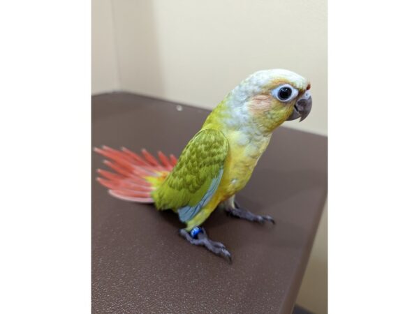 Conure-BIRD-Male-Dilute-13346-Petland Batavia, Illinois