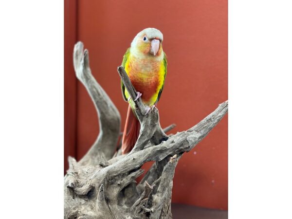 Green Cheek Conure BIRD Male 21322 Petland Batavia, Illinois