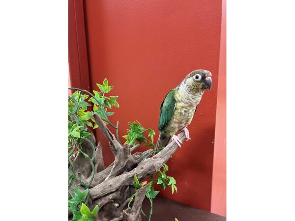 Turquoise Conure BIRD Turquoise 21311 Petland Batavia, Illinois