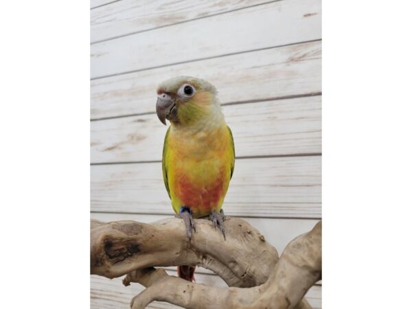 Green Cheek Conure-BIRD--Pineapple-21570-Petland Batavia, Illinois