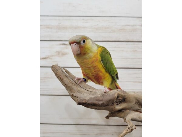 Green Cheek Conure-BIRD-Female-Pineapple-21572-Petland Batavia, Illinois