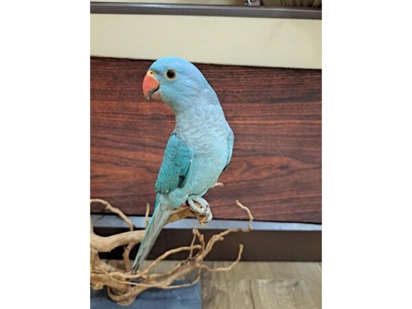 Indian Ringneck Parakeet-BIRD-Male-Turquoise/Blue-13349-Petland Batavia, Illinois