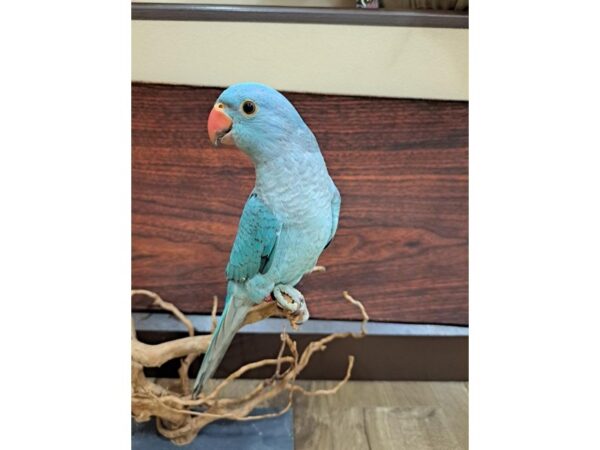 Indian Ringneck Parakeet BIRD Male Turquoise/Blue 13349 Petland Batavia, Illinois