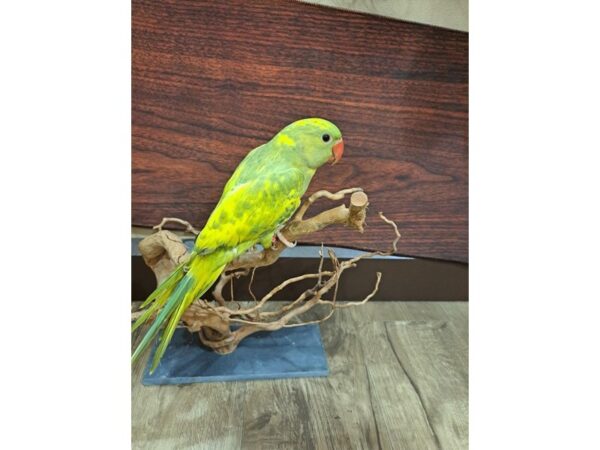 Indian Ringneck Parakeet BIRD Male 13352 Petland Batavia, Illinois