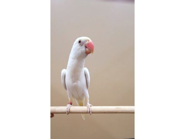 Indian Ringneck Parakeet-BIRD-Female-Creamino-21574-Petland Batavia, Illinois