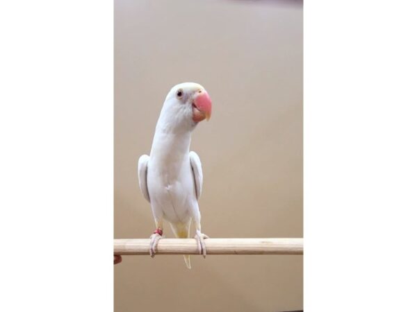 Indian Ringneck Parakeet BIRD Female Creamino 21574 Petland Batavia, Illinois