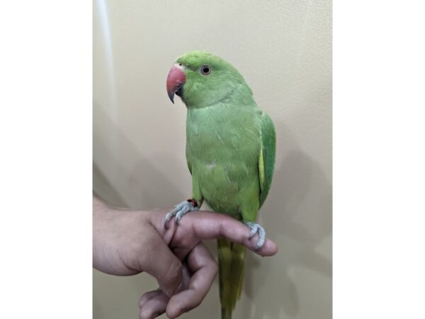 Indian Ringneck Parakeet-BIRD--Green-13361-Petland Batavia, Illinois