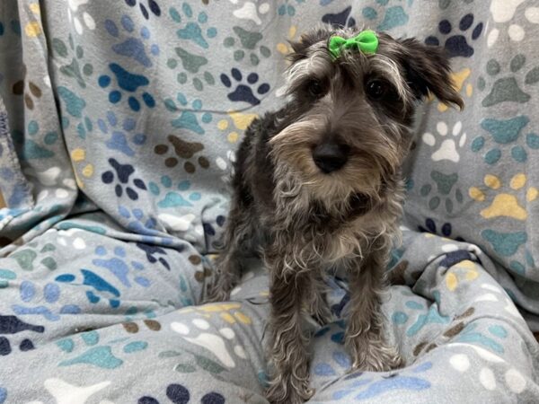 Mini Schnauzer-DOG-Female-Blue Merle-21342-Petland Batavia, Illinois