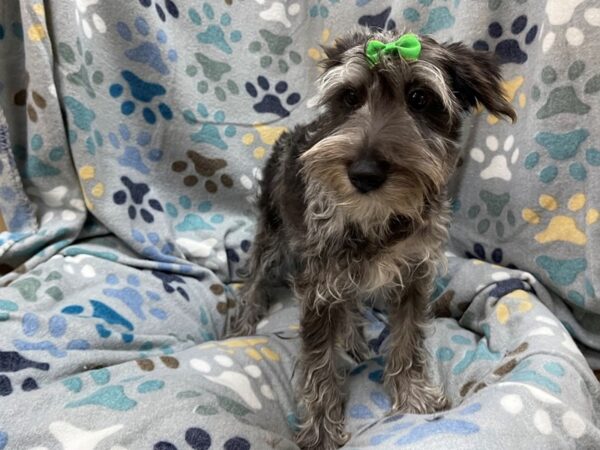 Mini Schnauzer DOG Female Blue Merle 21342 Petland Batavia, Illinois