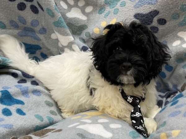 Havachon-DOG-Male-Black and White-21339-Petland Batavia, Illinois