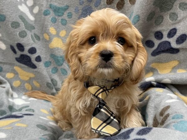 Cavachon DOG Male Ruby 21340 Petland Batavia, Illinois